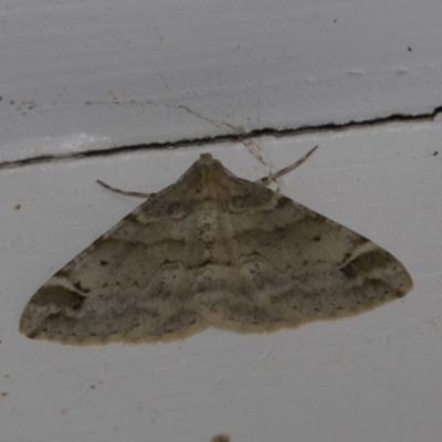 Syneora hemeropa (Ring-tipped Bark Moth) at Higgins, ACT - 29 Mar 2018 by Alison Milton