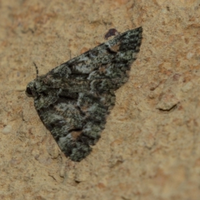 Aeolochroma metarhodata (Tea-tree Emerald) at Higgins, ACT - 30 Mar 2018 by AlisonMilton