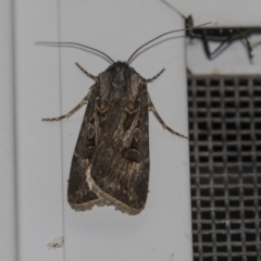 Agrotis munda (Brown Cutworm) at Higgins, ACT - 8 Dec 2018 by Alison Milton