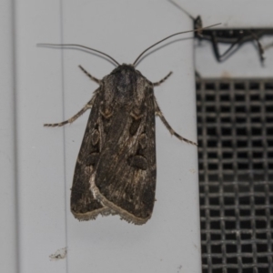 Agrotis munda at Higgins, ACT - 8 Dec 2018 09:10 PM