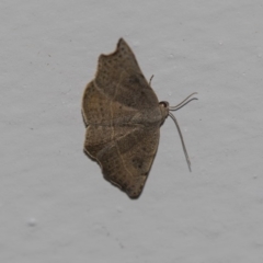 Sophta concavata (Varied Hookwing) at Higgins, ACT - 8 Dec 2018 by AlisonMilton