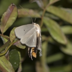 Maroga melanostigma at Higgins, ACT - 8 Dec 2018