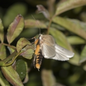 Maroga melanostigma at Higgins, ACT - 8 Dec 2018 09:10 PM