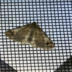 Syneora hemeropa (Ring-tipped Bark Moth) at Higgins, ACT - 11 Apr 2018 by AlisonMilton