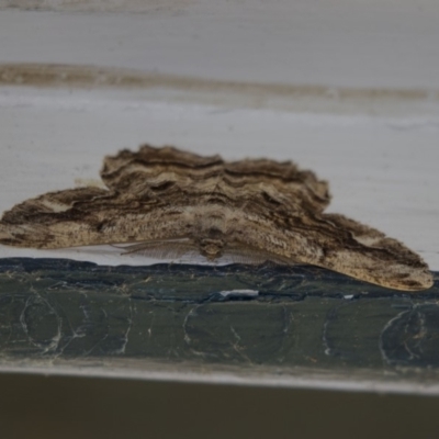 Scioglyptis lyciaria (White-patch Bark Moth) at Higgins, ACT - 14 Apr 2018 by Alison Milton