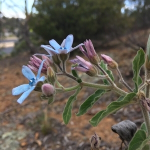 Oxypetalum coeruleum at Hughes, ACT - 9 Dec 2018 06:22 PM