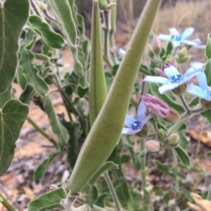 Oxypetalum coeruleum at Hughes, ACT - 9 Dec 2018 06:22 PM