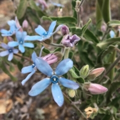 Oxypetalum coeruleum at Hughes, ACT - 9 Dec 2018 06:22 PM