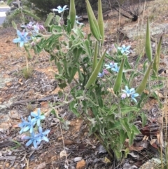 Oxypetalum coeruleum at Hughes, ACT - 9 Dec 2018 06:22 PM