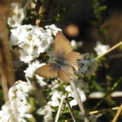 Candalides heathi (Rayed Blue) at Cotter River, ACT - 8 Dec 2018 by MatthewFrawley