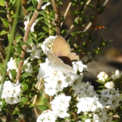 Candalides heathi at Cotter River, ACT - 9 Dec 2018