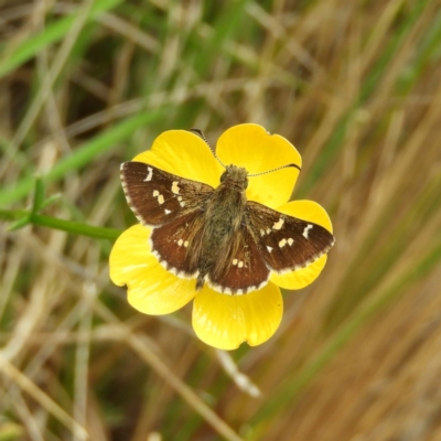 Pasma tasmanica (Two-spotted Grass-skipper) at Cotter River, ACT - 9 Dec 2018 by MatthewFrawley