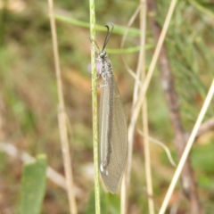 Glenoleon sp. (genus) (Antlion lacewing) at Cotter River, ACT - 9 Dec 2018 by MatthewFrawley