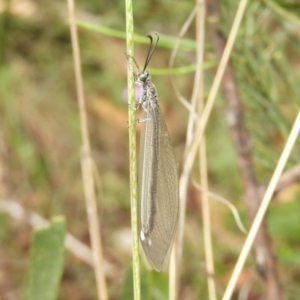 Glenoleon sp. (genus) at Cotter River, ACT - 9 Dec 2018 11:00 AM