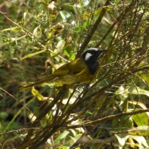 Nesoptilotis leucotis at Cotter River, ACT - 9 Dec 2018