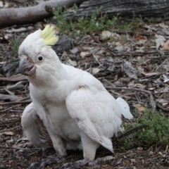 Cacatua galerita (Sulphur-crested Cockatoo) at Red Hill Nature Reserve - 9 Dec 2018 by JackyF