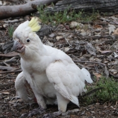 Cacatua galerita (Sulphur-crested Cockatoo) at Hughes, ACT - 9 Dec 2018 by JackyF