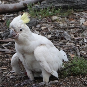 Cacatua galerita at Hughes, ACT - 9 Dec 2018