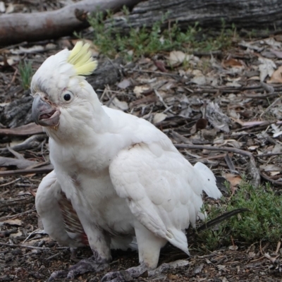 Cacatua galerita (Sulphur-crested Cockatoo) at Red Hill to Yarralumla Creek - 9 Dec 2018 by JackyF