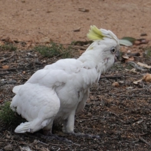 Cacatua galerita at Hughes, ACT - 9 Dec 2018