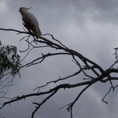 Cacatua galerita at Hughes, ACT - 9 Dec 2018