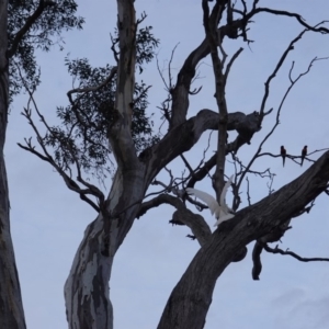 Cacatua galerita at Hughes, ACT - 9 Dec 2018 07:41 PM