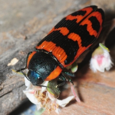 Temognatha mitchellii (Jewel beetle) at QPRC LGA - 9 Dec 2018 by Harrisi