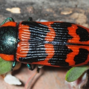 Temognatha mitchellii at Wyanbene, NSW - 9 Dec 2018