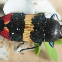 Castiarina bella (A Jewel Beetle) at Wyanbene, NSW - 9 Dec 2018 by Harrisi