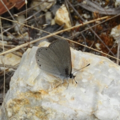 Candalides heathi at Cotter River, ACT - 9 Dec 2018