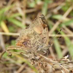 Paralucia aurifera at Cotter River, ACT - 9 Dec 2018