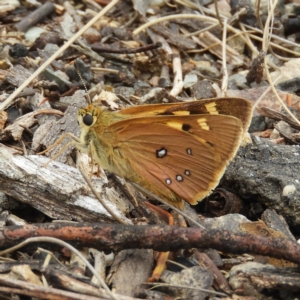 Trapezites eliena at Cotter River, ACT - 9 Dec 2018