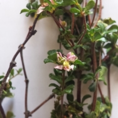 Boronia algida at Tennent, ACT - suppressed