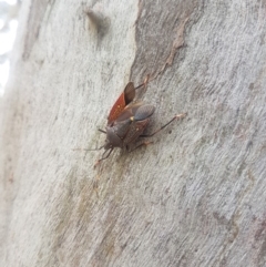 Poecilometis patruelis (Gum Tree Shield Bug) at Lake Burley Griffin West - 9 Dec 2018 by jamie.barney