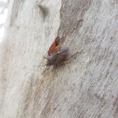 Poecilometis patruelis (Gum Tree Shield Bug) at Acton, ACT - 9 Dec 2018 by jamiebarney