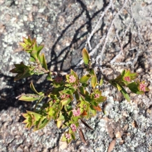 Platysace lanceolata at Tennent, ACT - 8 Dec 2018