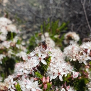 Exoneura sp. (genus) at Tennent, ACT - 8 Dec 2018