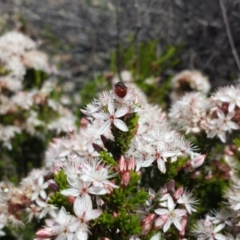 Exoneura sp. (genus) at Tennent, ACT - 8 Dec 2018 11:04 AM