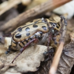 Neorrhina punctatum (Spotted flower chafer) at Michelago, NSW - 8 Dec 2018 by Illilanga