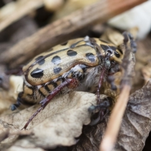 Neorrhina punctatum at Michelago, NSW - 8 Dec 2018 02:08 PM