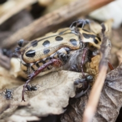 Neorrhina punctatum at Michelago, NSW - 8 Dec 2018 02:08 PM