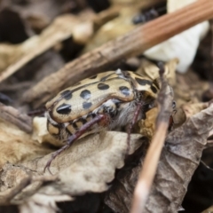 Neorrhina punctatum at Michelago, NSW - 8 Dec 2018 02:08 PM