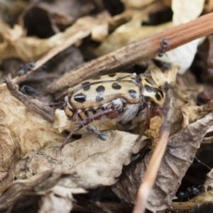 Neorrhina punctatum at Michelago, NSW - 8 Dec 2018 02:08 PM