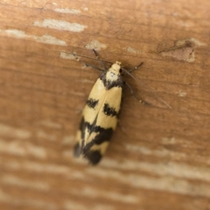 Olbonoma triptycha at Michelago, NSW - 8 Dec 2018 06:32 AM