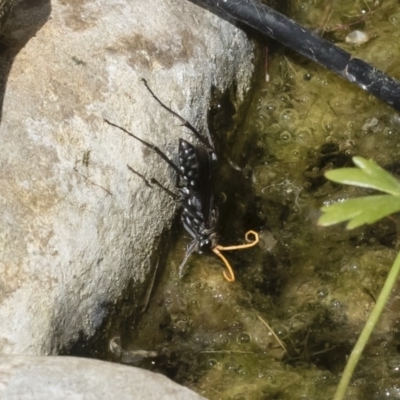 Pompilidae (family) (Unidentified Spider wasp) at Illilanga & Baroona - 8 Dec 2018 by Illilanga