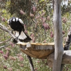 Gymnorhina tibicen (Australian Magpie) at Illilanga & Baroona - 8 Dec 2018 by Illilanga