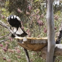 Gymnorhina tibicen (Australian Magpie) at Michelago, NSW - 8 Dec 2018 by Illilanga