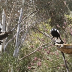 Gymnorhina tibicen at Michelago, NSW - 8 Dec 2018 02:11 PM