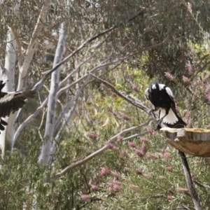 Gymnorhina tibicen at Michelago, NSW - 8 Dec 2018