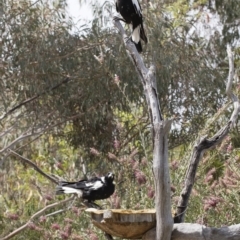 Gymnorhina tibicen at Michelago, NSW - 8 Dec 2018